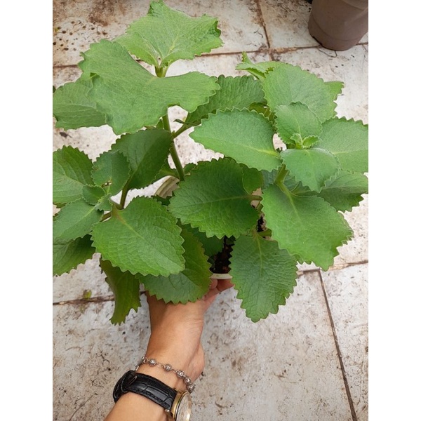 Chậu, Cây giống húng chanh