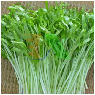 1 hộp 100 gói siêu lân kích rễ bật chồi p-17