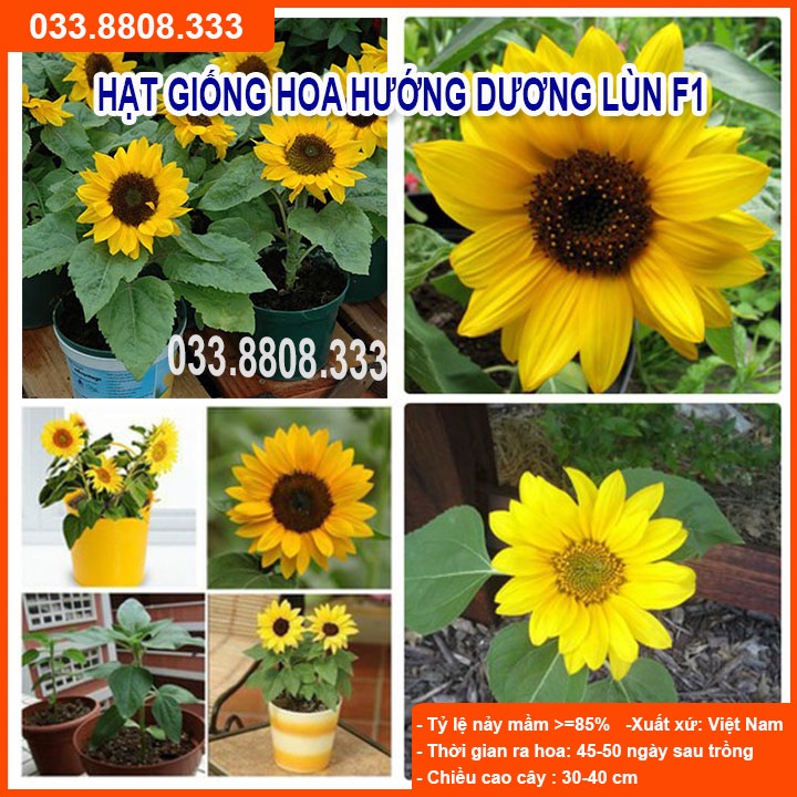 Hạt giống hoa hướng dương lùn F1