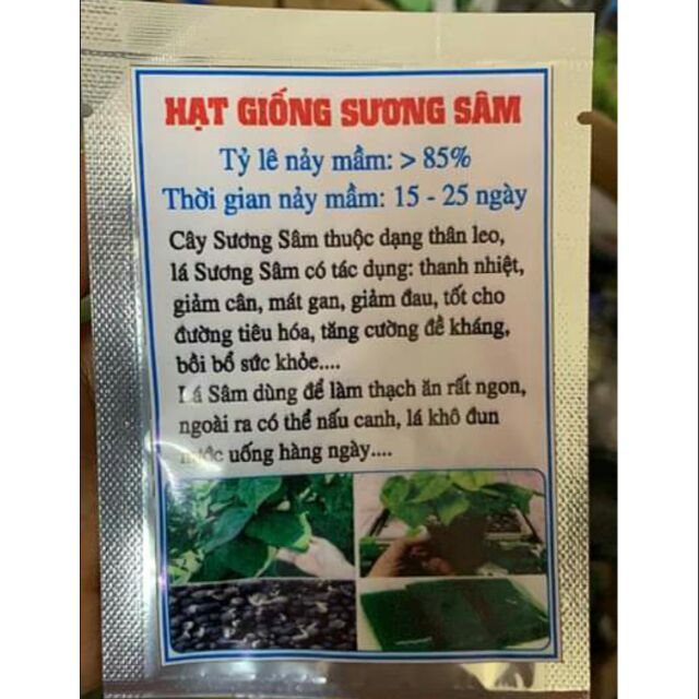 HẠT GIỐNG CÂY SƯƠNG SÂM
