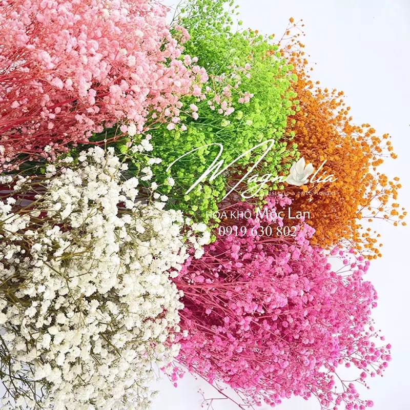Hoa khô Baby ướp bất tử ❤️ MỘC LAN ❤️ Hoa decor trang trí nhà cửa, phòng ngủ
