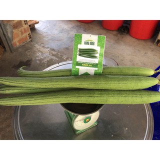 Hạt giống mướp hương xanh lai Rạng Đông