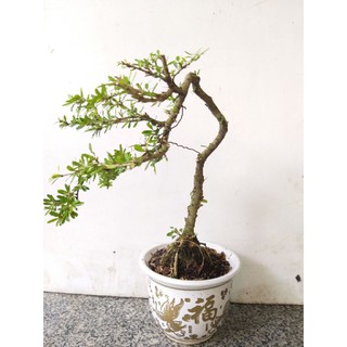 Cây Linh Sam bonsai mini chậu tròn