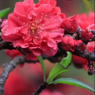 Combo 2 cây đào và 1 mộc lan giá 300k.