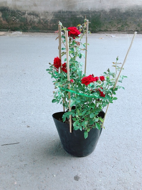 Bụi Hoa Hồng Siêu Nụ