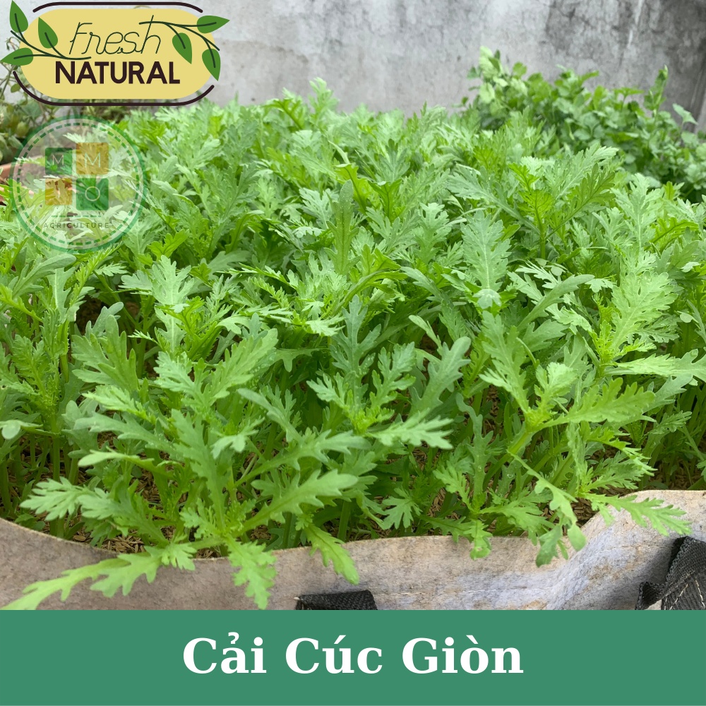 Hạt giống rau cải cúc giòn Đài Loan