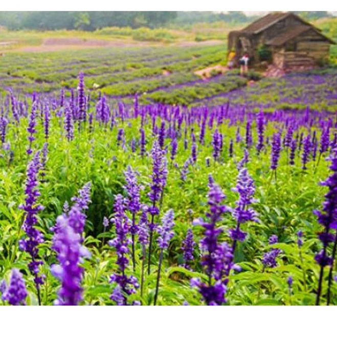 Hạt Giống Hoa Nữ Hoàng Xanh Xôn Xanh Blue 20 HẠT