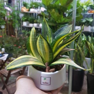 Lưỡi Hổ Mèo Cả Chậu Và Cây