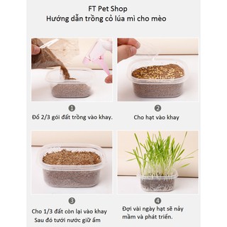 Bộ Trồng Cỏ Lúa Mì Cho Mèo