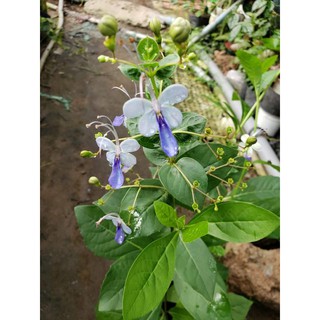 Cây Hoa Thanh Điệp(chưa có hoa .tặng kèm phân bón)