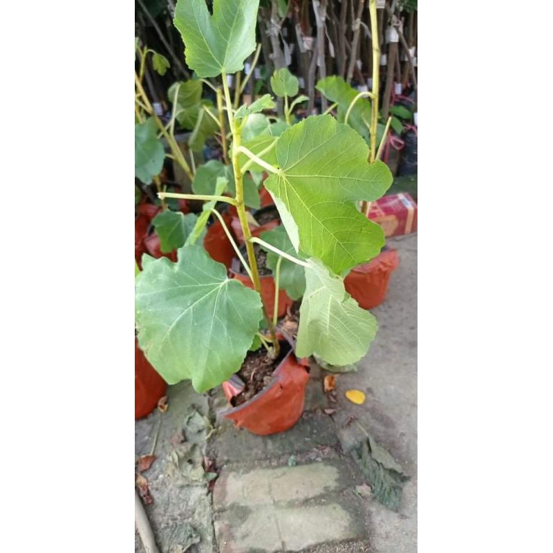 Sung Mỹ BRN giống