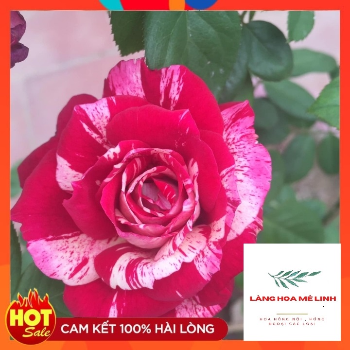 Hoa hồng Bụi Julio Iglesias [🌹☘HƯƠNG THƠM NGỌT NGÀO TỪ XỨ PHÁP🌹☘] 🌷 màu Sọc Đỏ Trắng, hương thơm ngọt ngào🌷