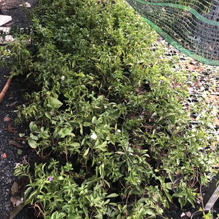 Cây giống hoa Nhài (Lài) Nhật hoa cực thơm - cây trưởng thành đang hoặc sắp cho hoa