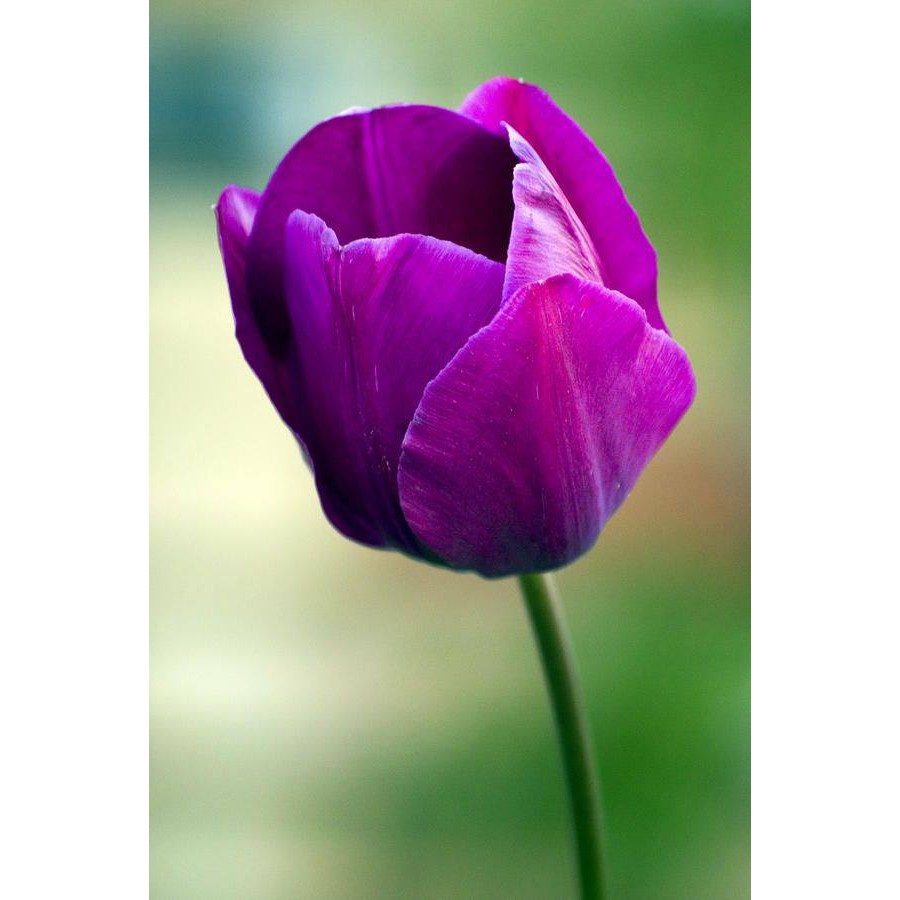 5 Củ giống hoa tulip hoa màu tím - hoatuliptim