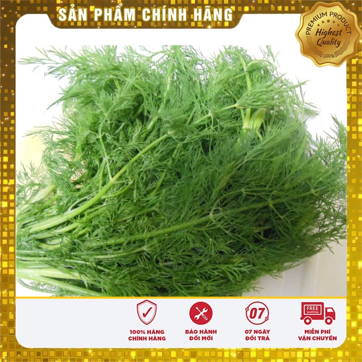 Hạt giống thì là bốn mùa 10gr [Bán Sỉ]