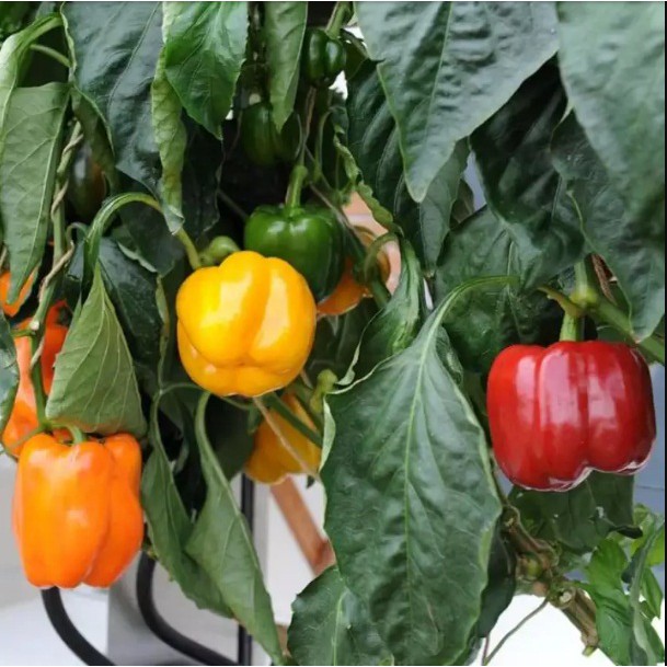 Hạt Giống Ớt Chuông Mix Nhiều Màu  -  - Giàu Dinh Dưỡng , Năng Suất Cao