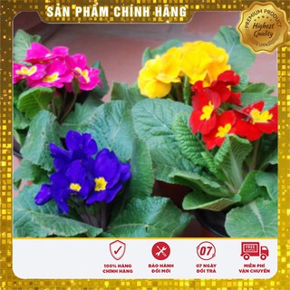 Bộ gói hạt giống Báo xuân
