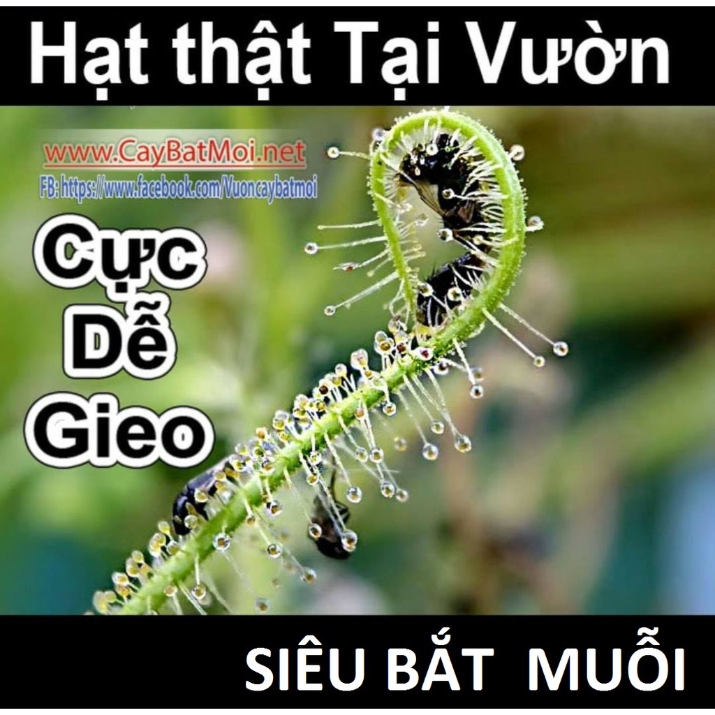 30 Hạt Giống Cây Drosera Indica Green, Cây bắt muỗi, Cây Bẫy keo, cây ăn thịt, cây gọng vó