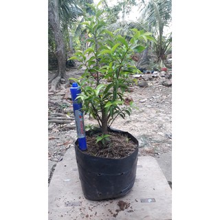 10 cây mai chiếu thủy