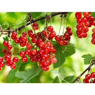 CÂY GIỐNG NHO RỪNG ĐỎ