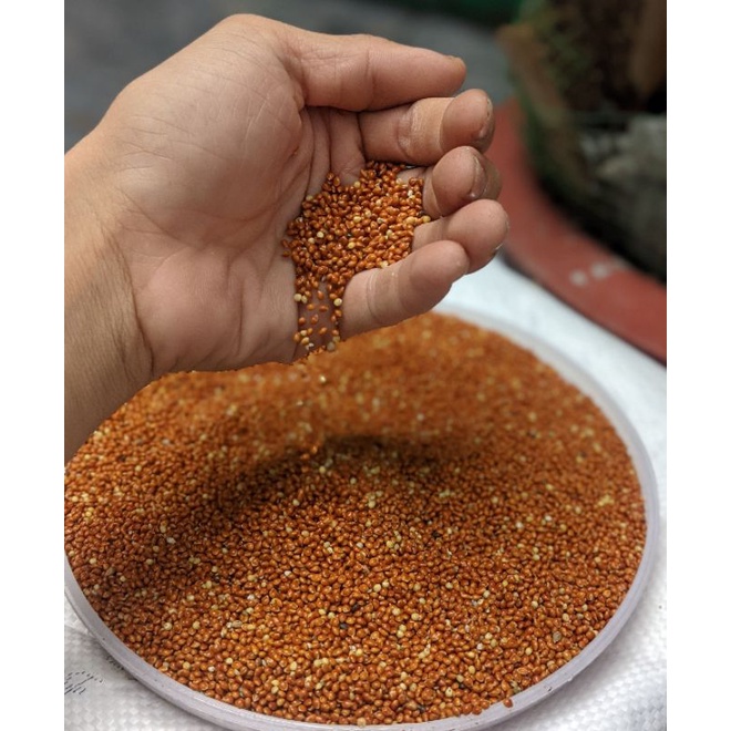 0.5KG ~ 1KG HẠT KÊ BÓNG ĐỎ TO - KÊ ĐỎ HẠT TO ĐÃ QUA XỬ LÝ SẠCH