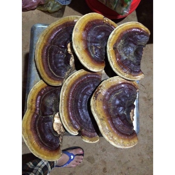 Nấm Linh Chi Đỏ Rừng Tự Nhiên 100% | Thế Giới Skin Care