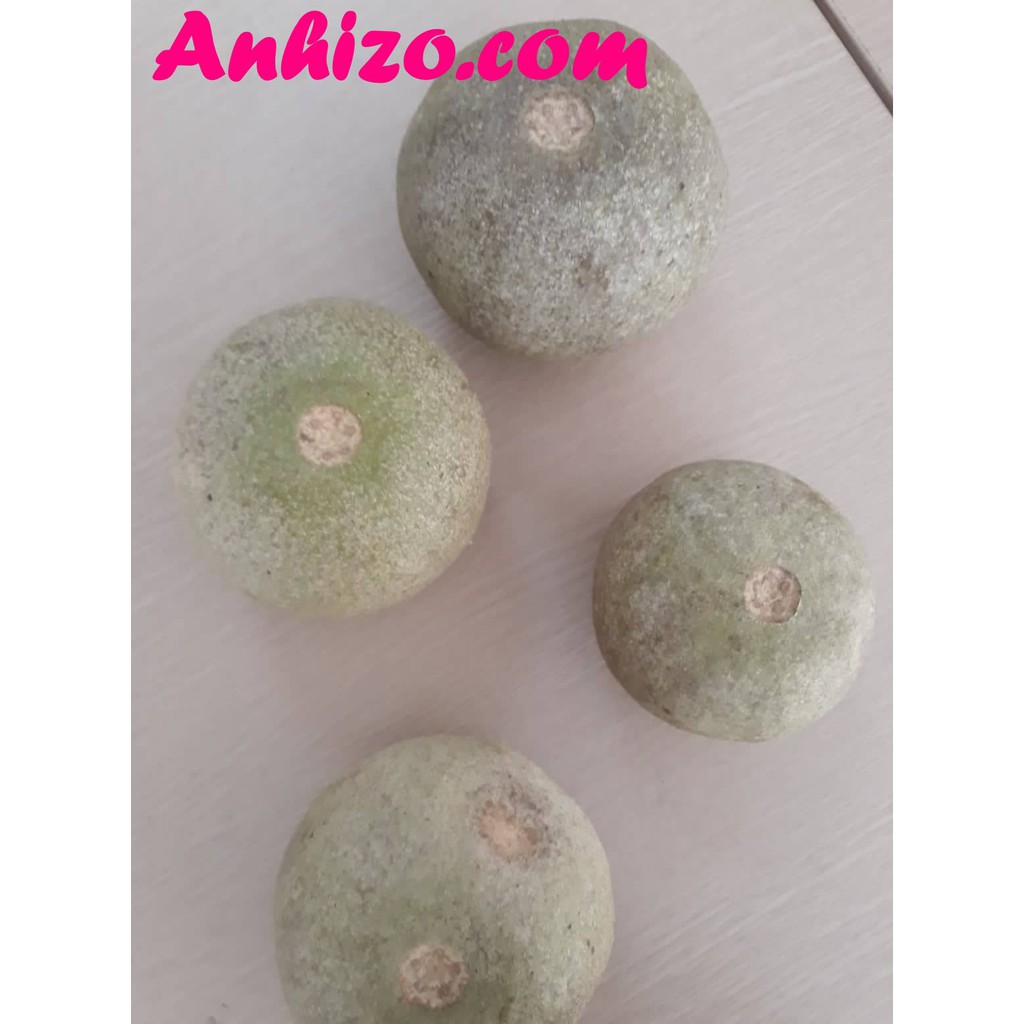 Trái QUÁCH Miền Tây  Trái Quách Trà Vinh Chua Chua Ngọt Ngọt