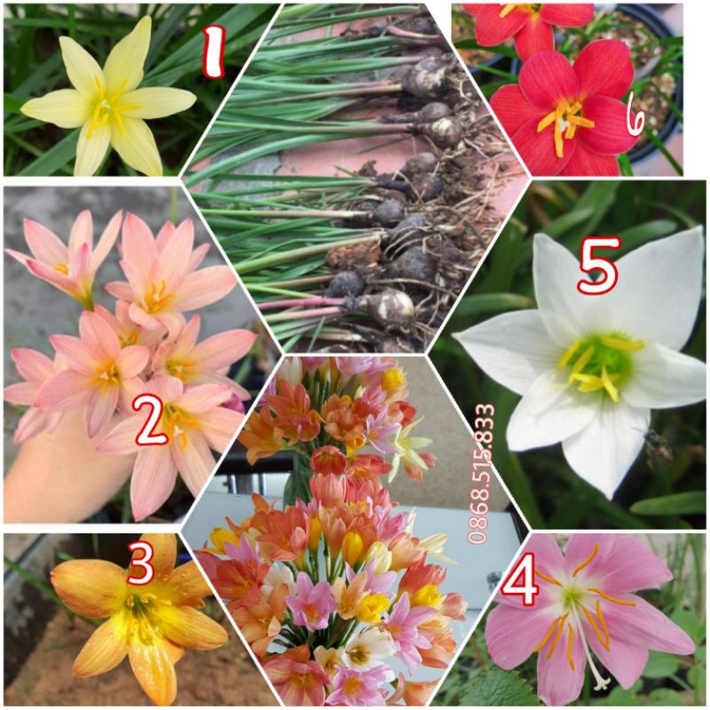 củ huệ mưa