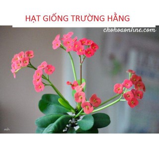 Hạt Giống Xương Rồng Bát Tiên 20h