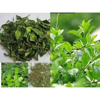 5 cây giống Thìa canh