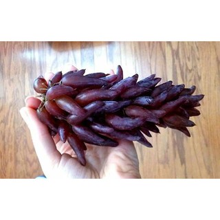 Nho ngón tay Phù thủy – Mỹ