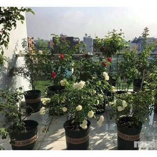 Combo 10 chậu nhựa trồng cây MONROVIA loại to