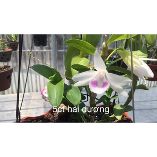 [Rẻ Vô Địch] lan Phi điệp 5 Cánh Trắng Hải Dương( cây con Giống gieo hạt)