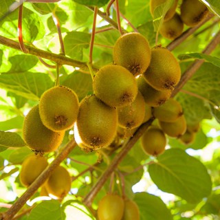 Hạt giống kiwi