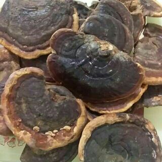 Nấm Linh Chi Nguyên Tai 1kg