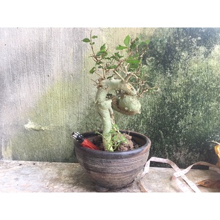 Cây duối mini 4 năm tuổi