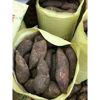 Củ Sâm đất hoàng y tý Lào cai