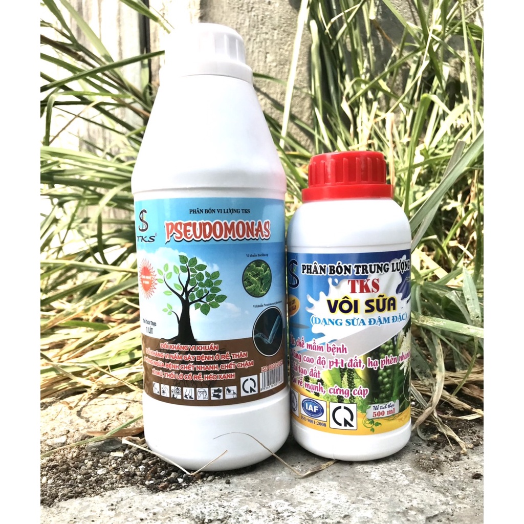 Xử Lý Bệnh Héo Xanh, Thối Lỡ Cổ Rễ - PSEUDOMONAS VÀ VÔI SỮA