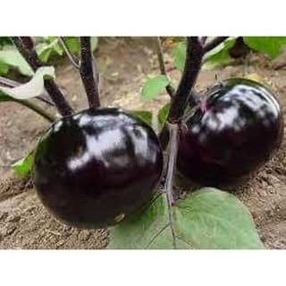 GÓI 100 HẠT GIỐNG CÀ TÍM TRÒN DA ĐEN