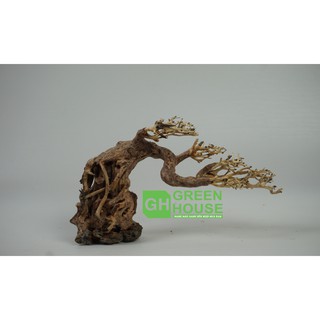 Lũa Bonsai dành cho hồ cá cảnh, hồ thủy sinh, văn phòng làm việc...