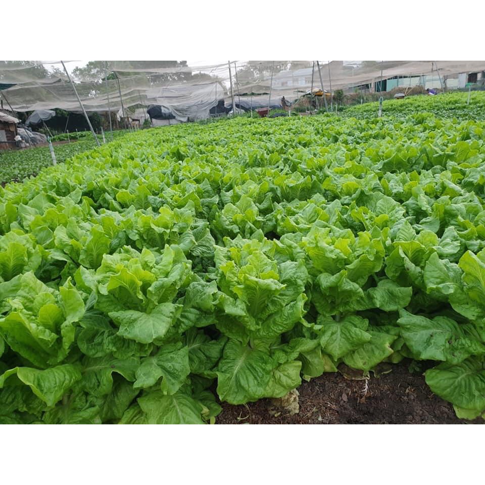 1kg Rau Xà Lách