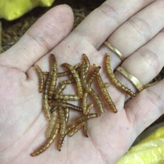  Sâu sấy khô 25gam không gia vị cho nhím kiểng hamster 