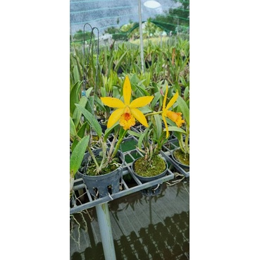 Hoa lan brass hiden gold