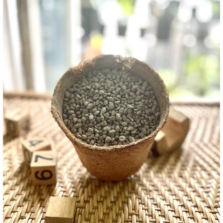 [500g] Đá bọt Pumice
