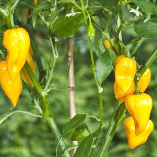 Hạt ớt giống Bonda