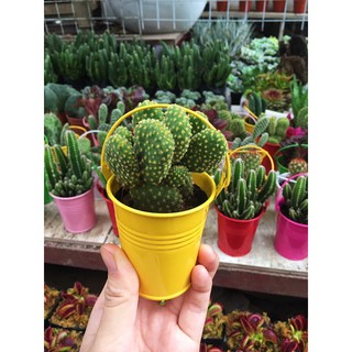 Sương rồng mini ( kèm chậu xô )