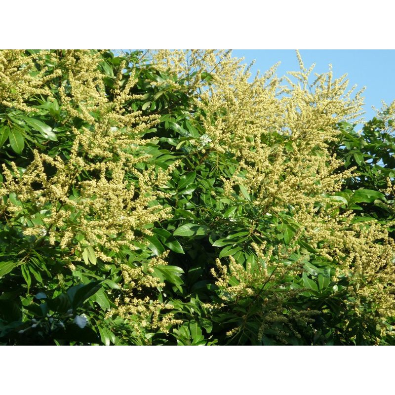 Phân bón Nutri Gold 15-30-15 . Tạo mầm hoa, kích ra hoa đồng loạt, ra rễ mạnh