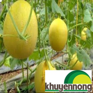 Gói 100 hạt giống dưa lưới vàng F1