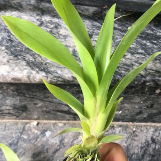 Vũ nữ Mật ngọt