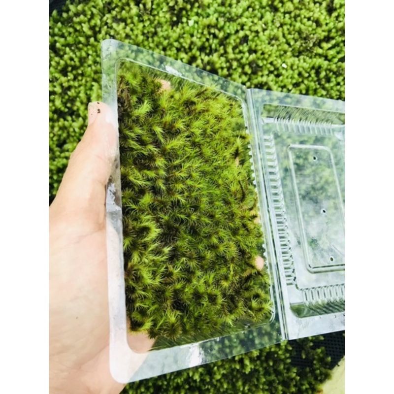 Rêu Common haircap 10x15cm